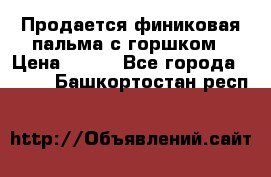 Продается финиковая пальма с горшком › Цена ­ 600 - Все города  »    . Башкортостан респ.